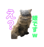かわいい♡猫♡（個別スタンプ：4）