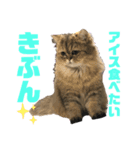 かわいい♡猫♡（個別スタンプ：6）