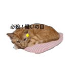 とらおちゃんの日常（個別スタンプ：1）
