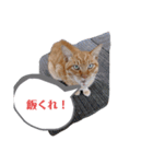 とらおちゃんの日常（個別スタンプ：3）
