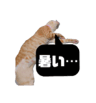 とらおちゃんの日常（個別スタンプ：4）