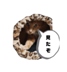 とらおちゃんの日常（個別スタンプ：5）