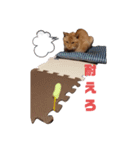 とらおちゃんの日常（個別スタンプ：7）