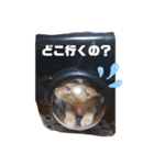 とらおちゃんの日常（個別スタンプ：8）