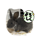 我が家の愉快な仲間たちPart1（個別スタンプ：5）