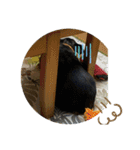 我が家の愉快な仲間たちPart1（個別スタンプ：16）