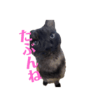 黒猫のくーちゃんとはなちゃんシリーズ4（個別スタンプ：2）