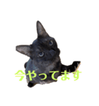 黒猫のくーちゃんとはなちゃんシリーズ4（個別スタンプ：3）