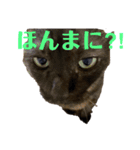 黒猫のくーちゃんとはなちゃんシリーズ4（個別スタンプ：4）
