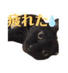 黒猫のくーちゃんとはなちゃんシリーズ4（個別スタンプ：5）