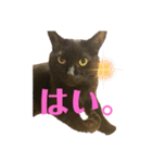 黒猫のくーちゃんとはなちゃんシリーズ4（個別スタンプ：6）
