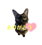 黒猫のくーちゃんとはなちゃんシリーズ4（個別スタンプ：7）