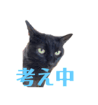 黒猫のくーちゃんとはなちゃんシリーズ4（個別スタンプ：8）
