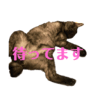 黒猫のくーちゃんとはなちゃんシリーズ4（個別スタンプ：9）