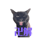黒猫のくーちゃんとはなちゃんシリーズ4（個別スタンプ：10）