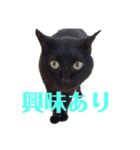 黒猫のくーちゃんとはなちゃんシリーズ4（個別スタンプ：11）