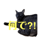 黒猫のくーちゃんとはなちゃんシリーズ4（個別スタンプ：12）