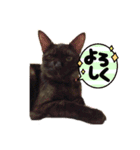 黒猫のくーちゃんとはなちゃんシリーズ4（個別スタンプ：13）