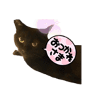 黒猫のくーちゃんとはなちゃんシリーズ4（個別スタンプ：16）