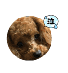 癒しモコモコワンちゃんスタンプ01（個別スタンプ：4）