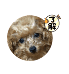 癒しモコモコワンちゃんスタンプ01（個別スタンプ：5）