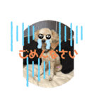 モコとトフィー2（個別スタンプ：6）