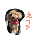 トイプーのるうちゃん（個別スタンプ：6）
