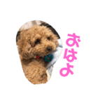 トイプーのるうちゃん（個別スタンプ：7）