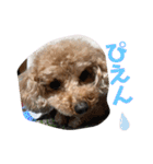 トイプーのるうちゃん（個別スタンプ：9）