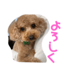 トイプーのるうちゃん（個別スタンプ：14）