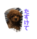 トイプーのるうちゃん（個別スタンプ：31）