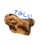 トイプーのるうちゃん（個別スタンプ：34）