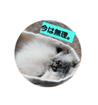 ひろこんぶスタンピ（個別スタンプ：11）
