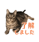アメショのルンちゃんの日常（個別スタンプ：1）