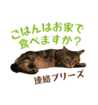 アメショのルンちゃんの日常（個別スタンプ：3）