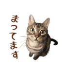 アメショのルンちゃんの日常（個別スタンプ：4）