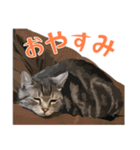 アメショのルンちゃんの日常（個別スタンプ：6）