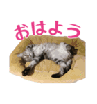 アメショのルンちゃんの日常（個別スタンプ：7）
