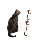 アメショのルンちゃんの日常（個別スタンプ：8）