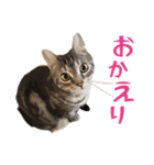 アメショのルンちゃんの日常（個別スタンプ：9）