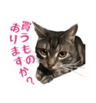 アメショのルンちゃんの日常（個別スタンプ：12）