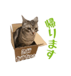 アメショのルンちゃんの日常（個別スタンプ：13）