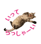 アメショのルンちゃんの日常（個別スタンプ：14）