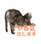アメショのルンちゃんの日常（個別スタンプ：16）