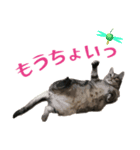 アメショのルンちゃんの日常（個別スタンプ：17）