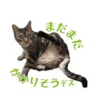 アメショのルンちゃんの日常（個別スタンプ：18）