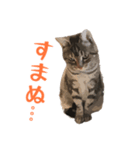 アメショのルンちゃんの日常（個別スタンプ：19）
