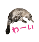 アメショのルンちゃんの日常（個別スタンプ：20）