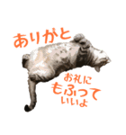 アメショのルンちゃんの日常（個別スタンプ：21）