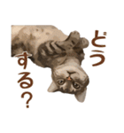 アメショのルンちゃんの日常（個別スタンプ：22）